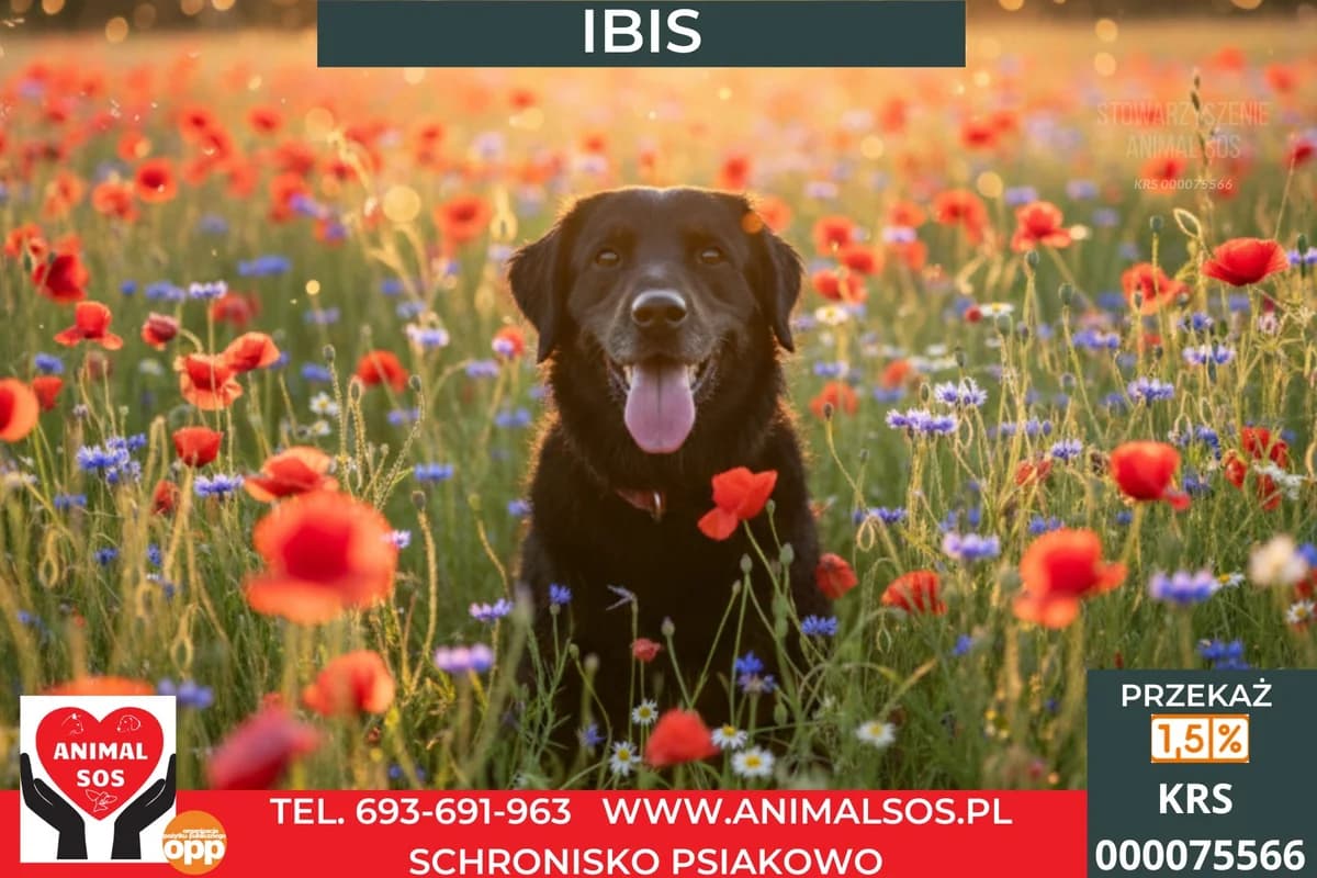 IBIS, male 5yo Mixed Breed for adoption at Animal Sos Psiakowo Centrum Adopcyjne, 99-423