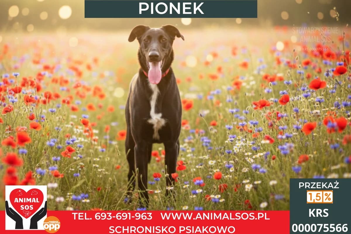 PIONEK, male young Mixed Breed for adoption at Animal Sos Psiakowo Centrum Adopcyjne, 99-423