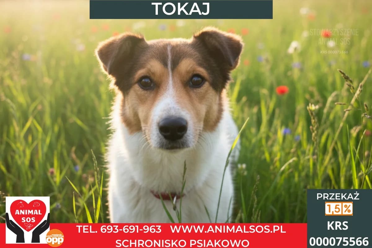 TOKAJ, male senior Mixed Breed for adoption at Animal Sos Psiakowo Centrum Adopcyjne, 99-423