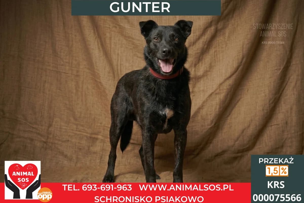 GUNTER, male young Mixed Breed for adoption at Animal Sos Psiakowo Centrum Adopcyjne, 99-423