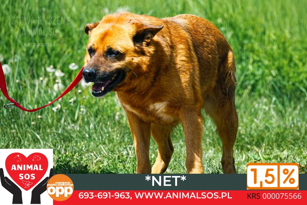 NET, male senior Mixed Breed for adoption at Animal Sos Psiakowo Centrum Adopcyjne, 99-423