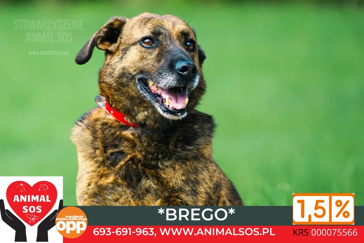 BREGO, male senior Mixed Breed for adoption at Animal Sos Psiakowo Centrum Adopcyjne, 99-423