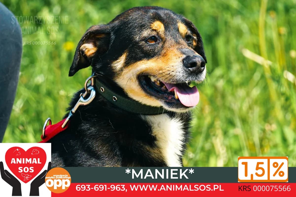 MANIEK, male 6yo Mixed Breed for adoption at Animal Sos Psiakowo Centrum Adopcyjne, 99-423