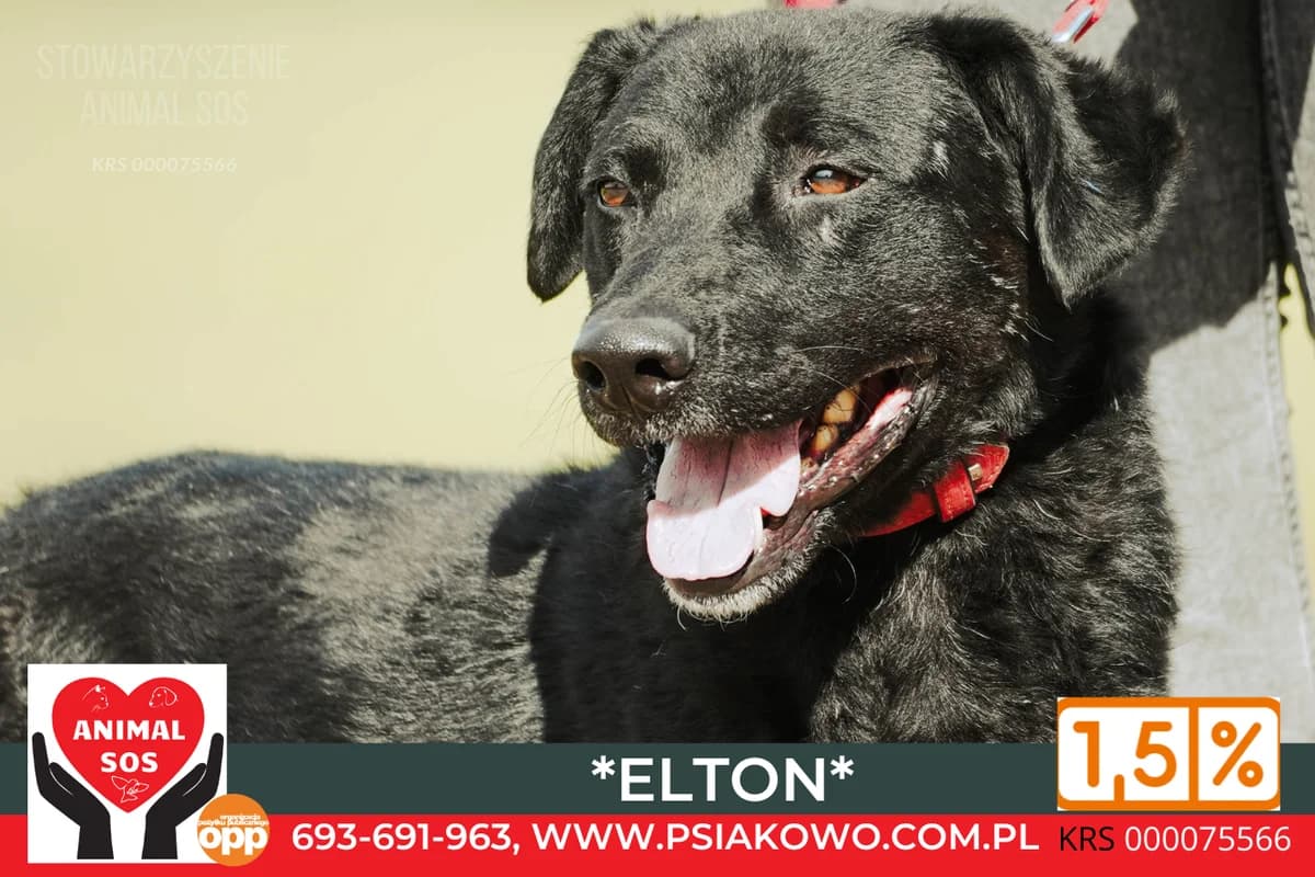 ELTON, male 6yo Mixed Breed for adoption at Animal Sos Psiakowo Centrum Adopcyjne, 99-423