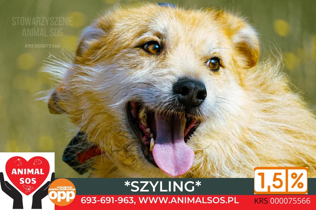 SZYLING, male 6yo Mixed Breed for adoption at Animal Sos Psiakowo Centrum Adopcyjne, 99-423