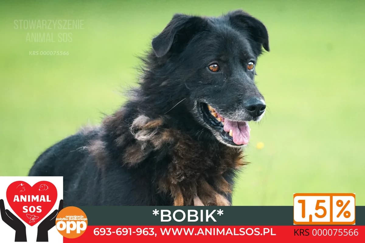 BOBIK, male senior Mixed Breed for adoption at Animal Sos Psiakowo Centrum Adopcyjne, 99-423