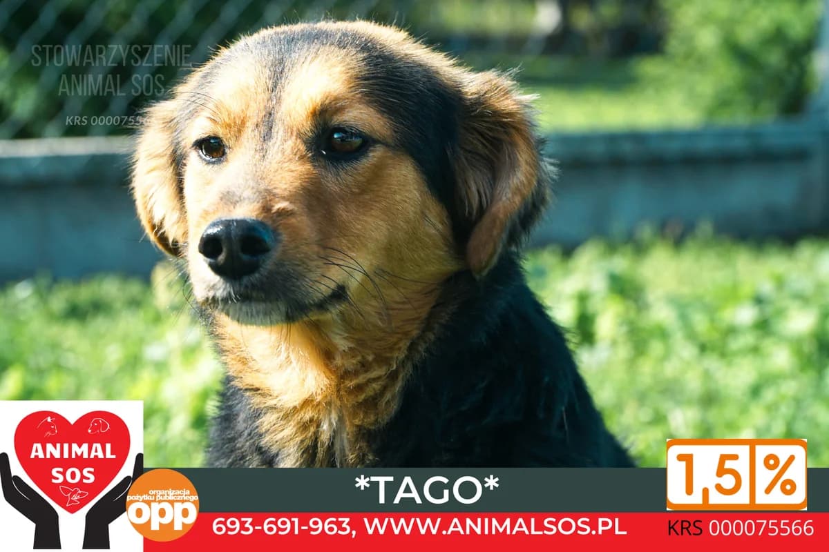 TAGO, male 4yo Mixed Breed for adoption at Animal Sos Psiakowo Centrum Adopcyjne, 99-423