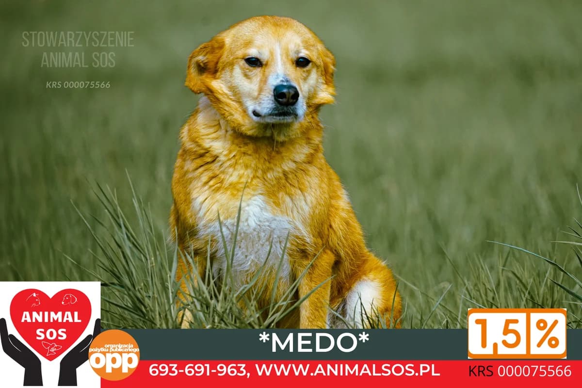 MEDO, male 4yo Mixed Breed for adoption at Animal Sos Psiakowo Centrum Adopcyjne, 99-423
