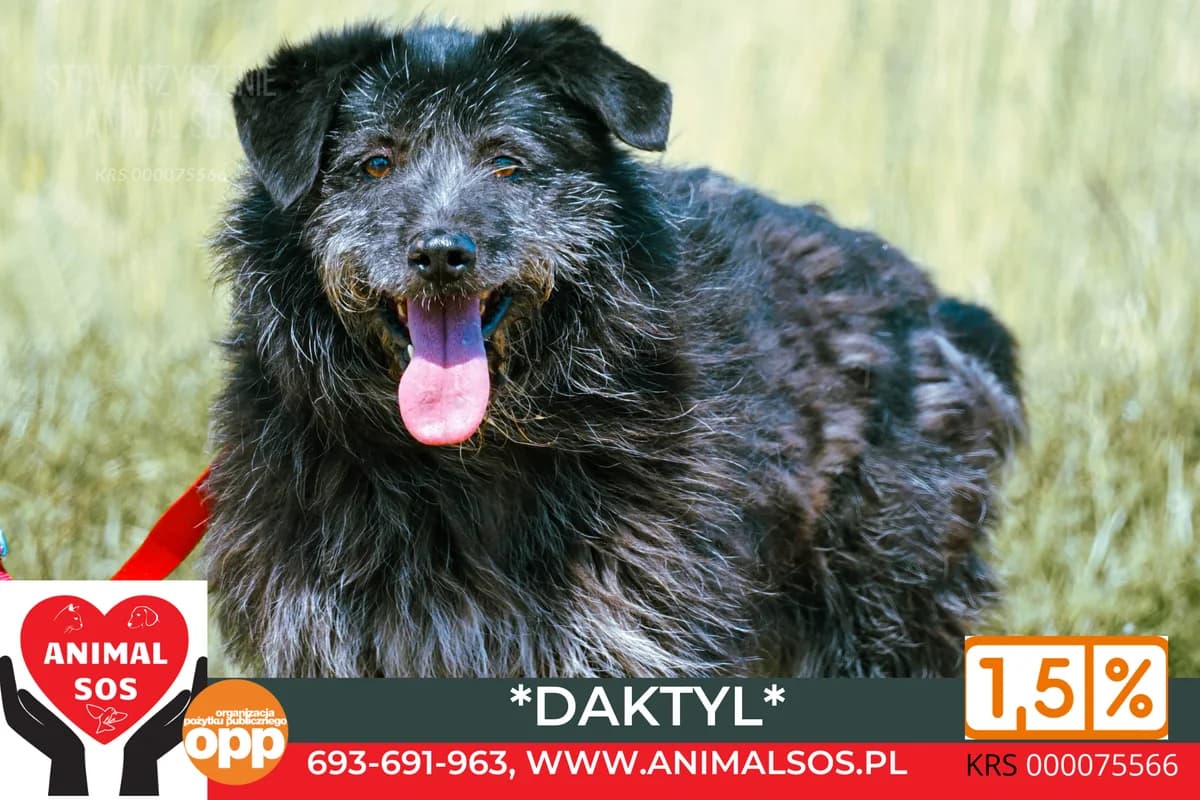 DAKTYL, male 6yo Mixed Breed for adoption at Animal Sos Psiakowo Centrum Adopcyjne, 99-423