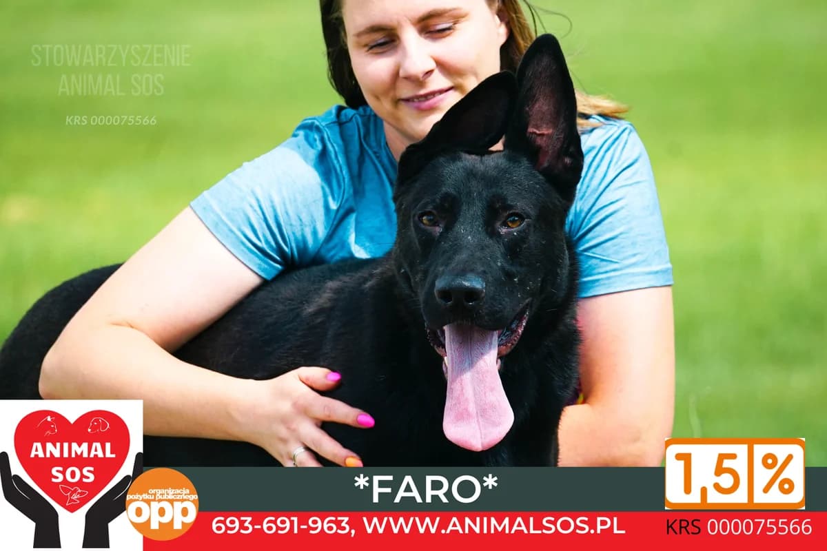 FARO, male young Mixed Breed for adoption at Animal Sos Psiakowo Centrum Adopcyjne, 99-423