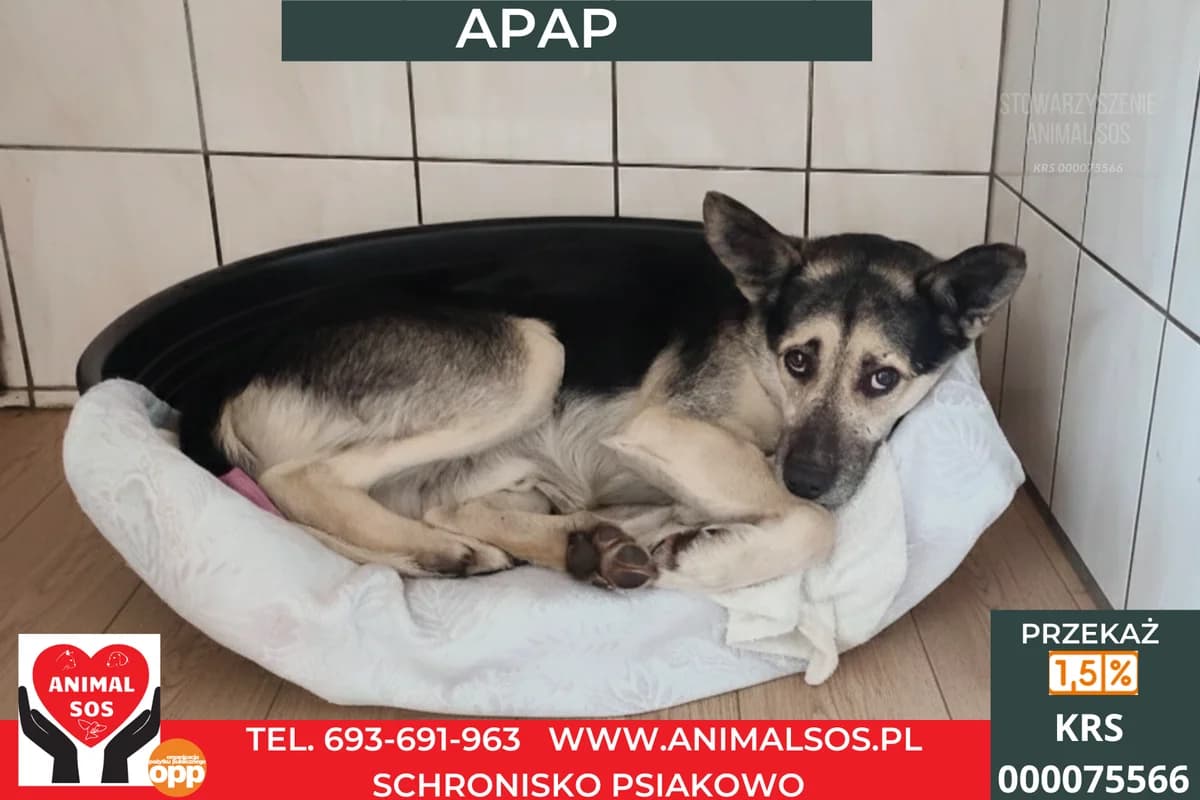 APAP, male 6yo Mixed Breed for adoption at Animal Sos Psiakowo Centrum Adopcyjne, 99-423