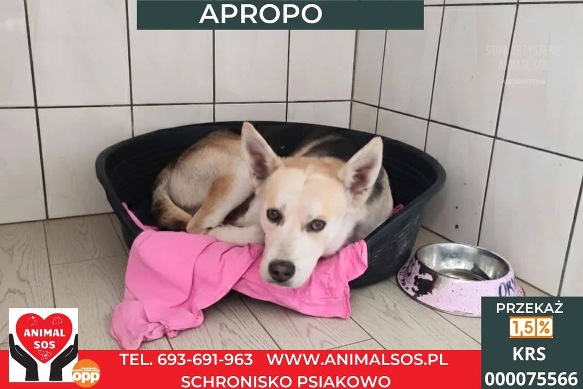 APROPO, male senior Mixed Breed for adoption at Animal Sos Psiakowo Centrum Adopcyjne, 99-423