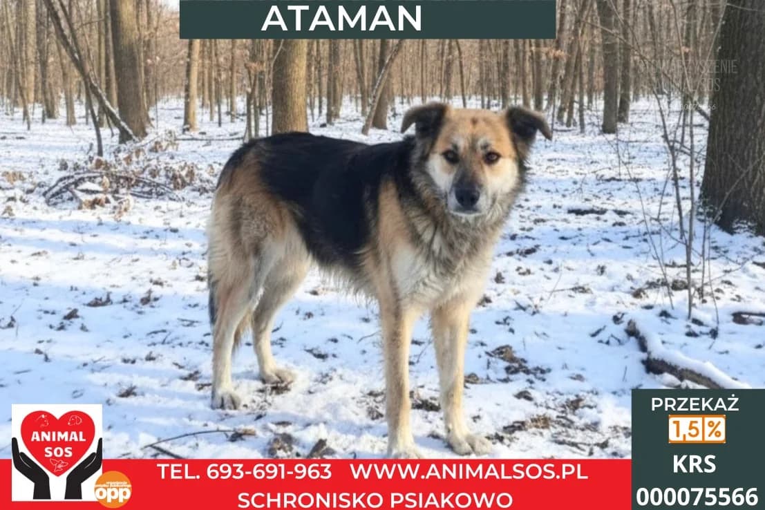ATAMAN, male senior Mixed Breed for adoption at Animal Sos Psiakowo Centrum Adopcyjne, 99-423