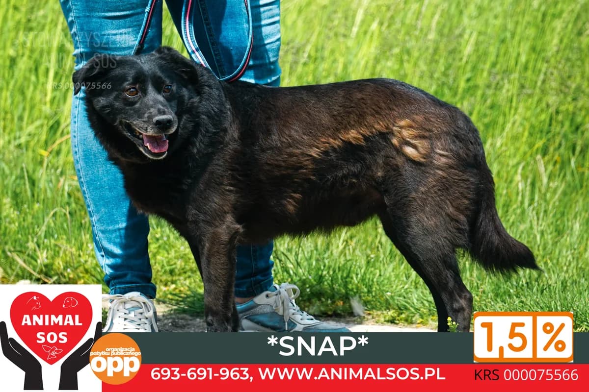 SNAP, male 5yo Mixed Breed for adoption at Animal Sos Psiakowo Centrum Adopcyjne, 99-423