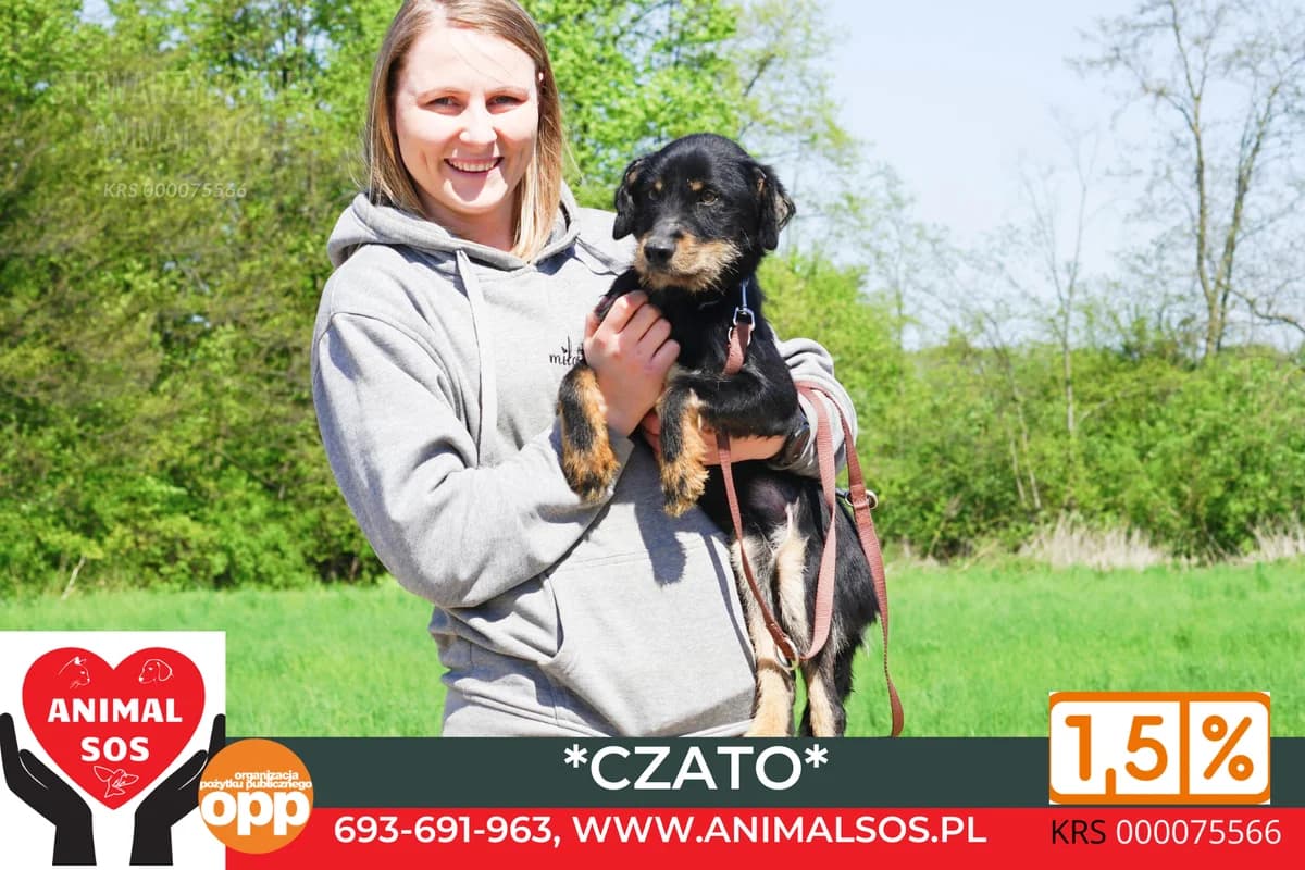 CZATO, male 5yo Mixed Breed for adoption at Animal Sos Psiakowo Centrum Adopcyjne, 99-423