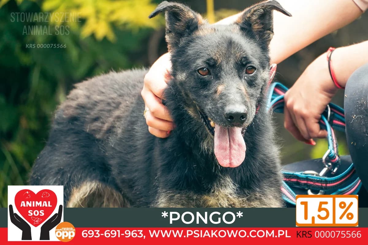 PONGO, male 4yo Mixed Breed for adoption at Animal Sos Psiakowo Centrum Adopcyjne, 99-423