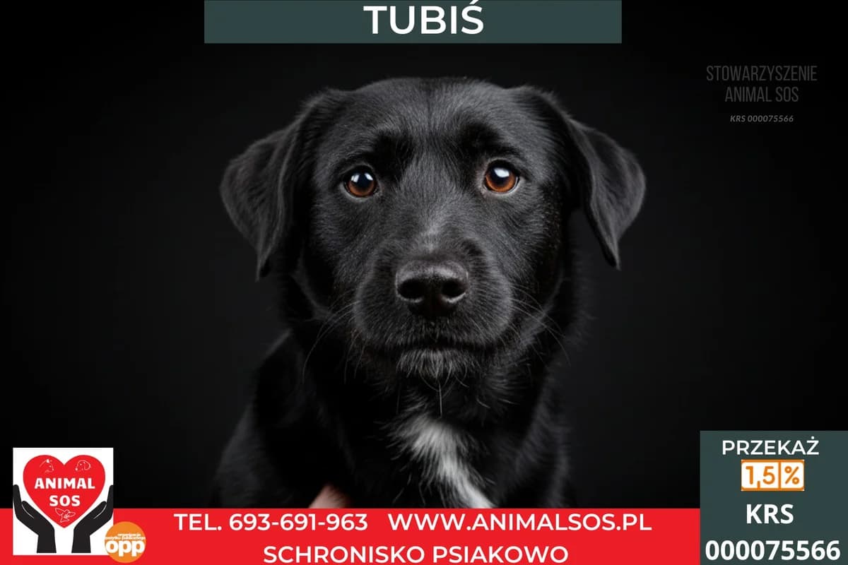 TUBIŚ, male young Mixed Breed for adoption at Animal Sos Psiakowo Centrum Adopcyjne, 99-423