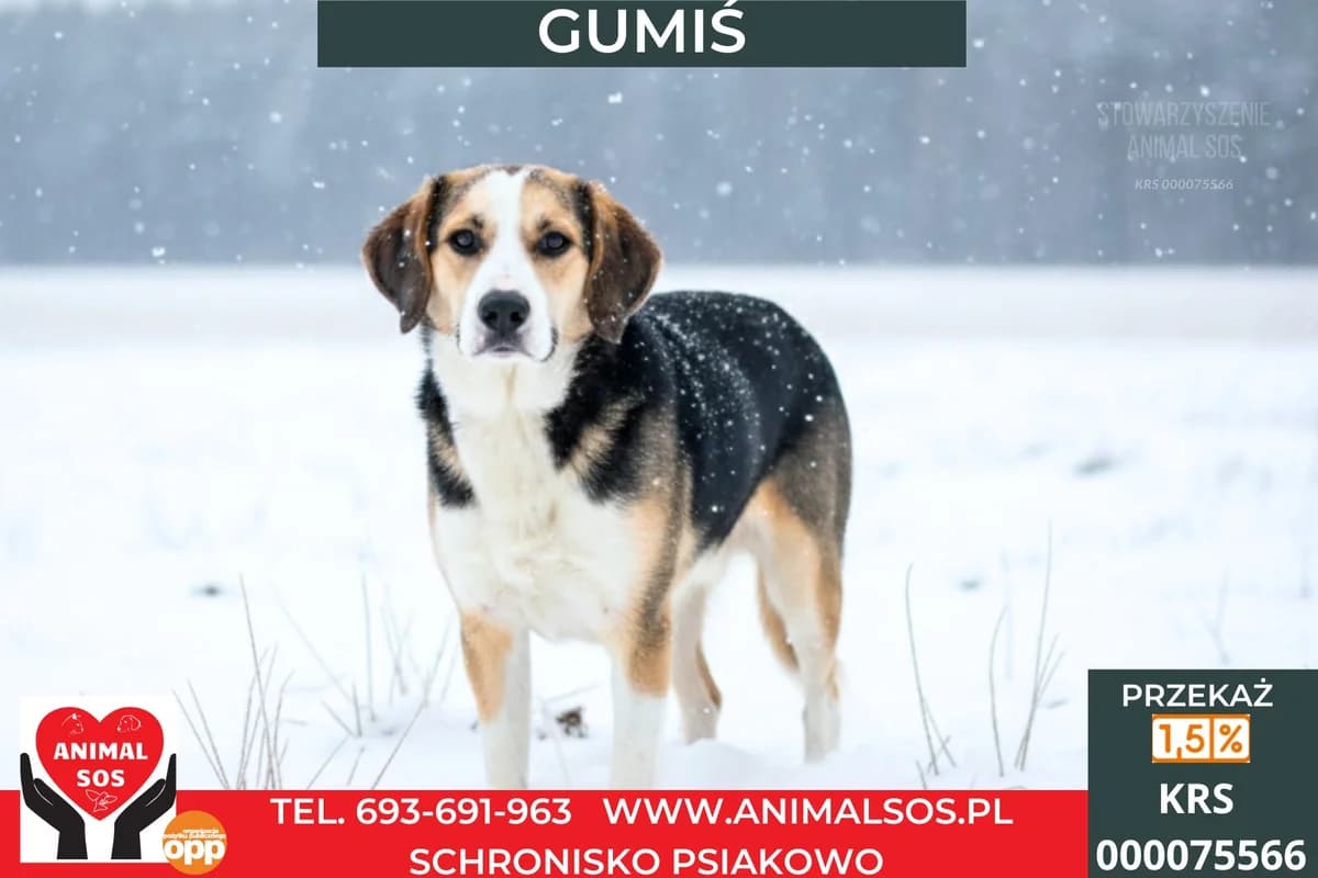 GUMIŚ, male young Mixed Breed for adoption at Animal Sos Psiakowo Centrum Adopcyjne, 99-423