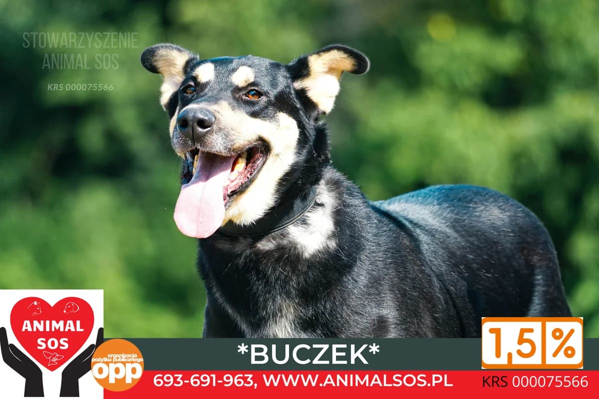 BUCZEK, male 7yo Mixed Breed for adoption at Animal Sos Psiakowo Centrum Adopcyjne, 99-423