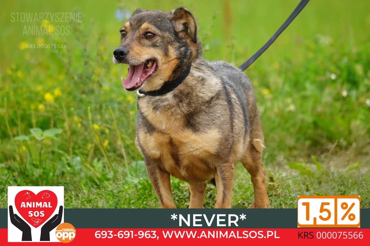 NEVER/DUSZEK, male senior Mixed Breed for adoption at Animal Sos Psiakowo Centrum Adopcyjne, 99-423