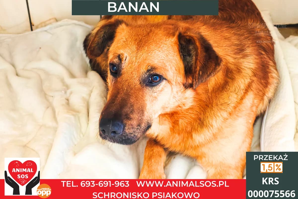 BANAN, male young Mixed Breed for adoption at Animal Sos Psiakowo Centrum Adopcyjne, 99-423