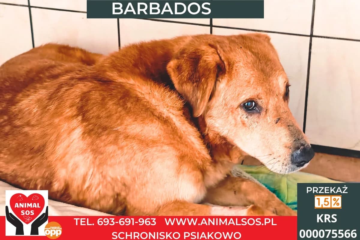 BARBADOS, male senior Mixed Breed for adoption at Animal Sos Psiakowo Centrum Adopcyjne, 99-423