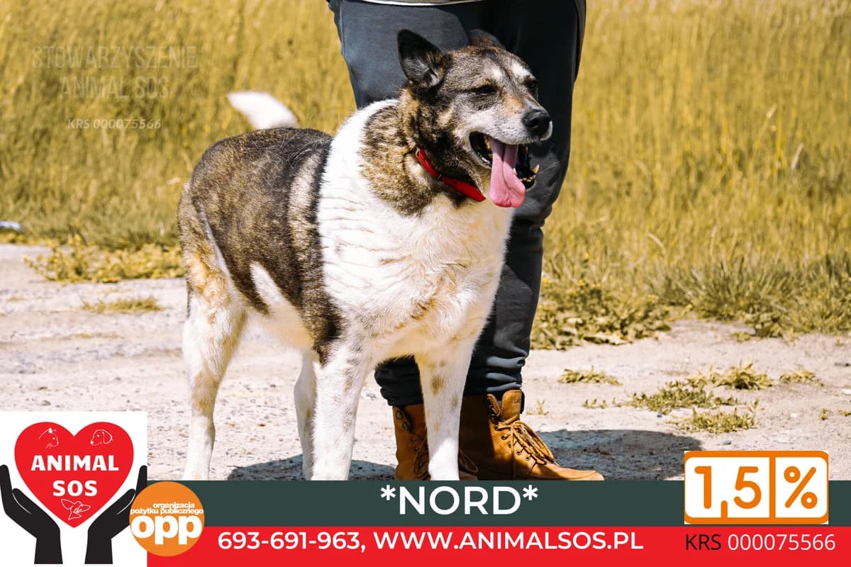 NORD/DAMAZY, male senior Mixed Breed for adoption at Animal Sos Psiakowo Centrum Adopcyjne, 99-423