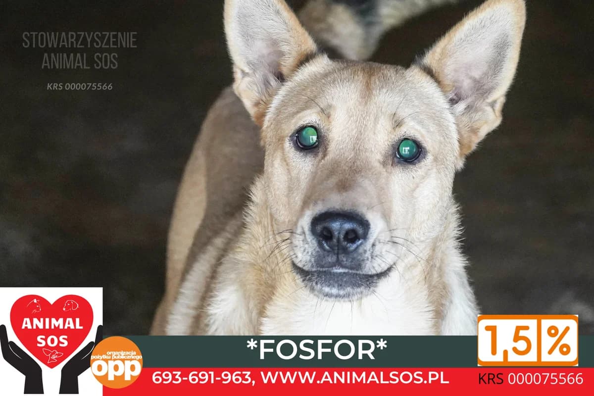 FOSFOR, male 5yo Mixed Breed for adoption at Animal Sos Psiakowo Centrum Adopcyjne, 99-423