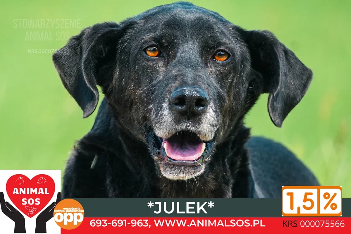JULEK, male senior Mixed Breed for adoption at Animal Sos Psiakowo Centrum Adopcyjne, 99-423