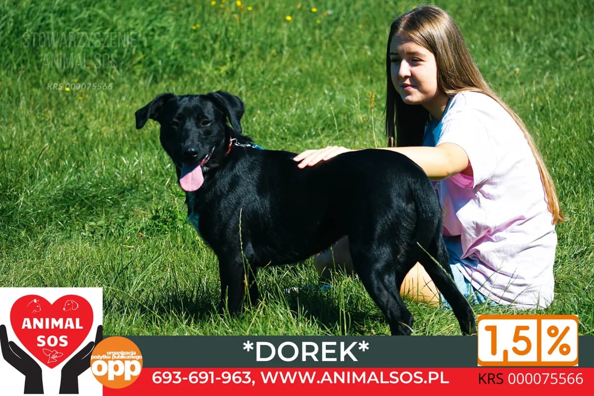 DOREK, male young Mixed Breed for adoption at Animal Sos Psiakowo Centrum Adopcyjne, 99-423