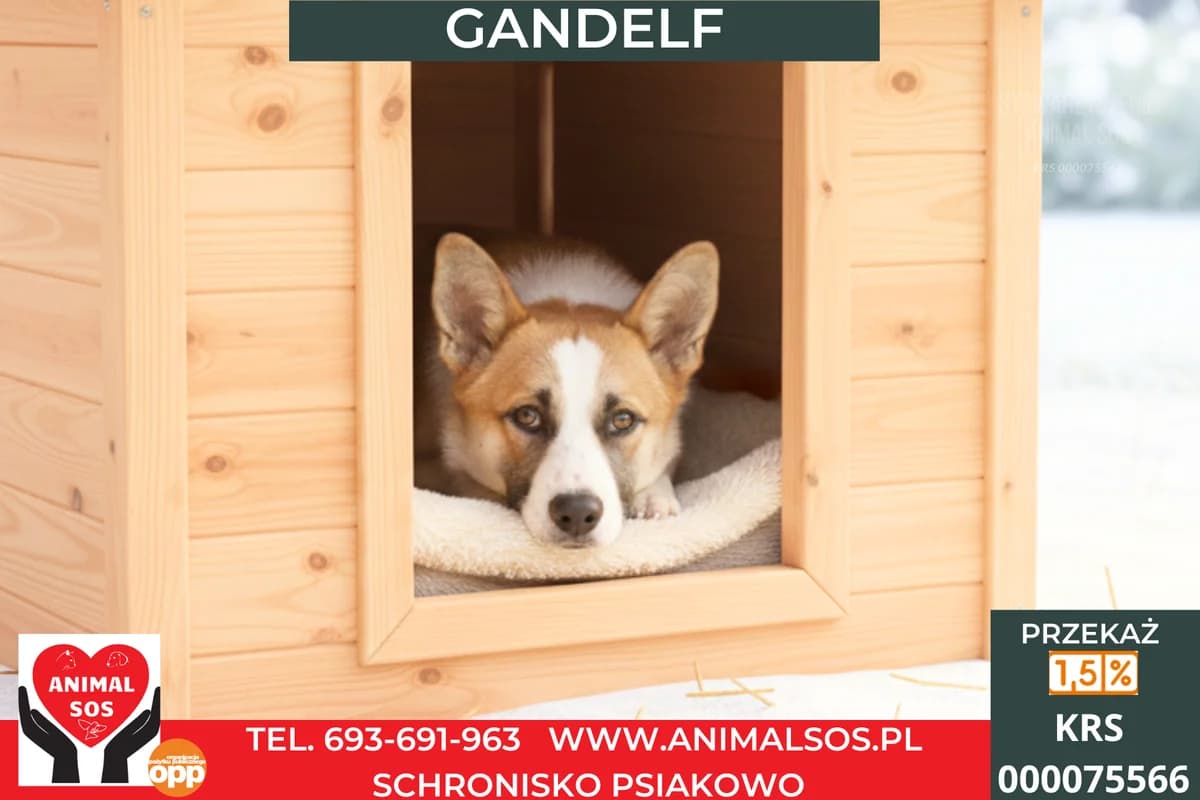 GANDALF, male young Mixed Breed for adoption at Animal Sos Psiakowo Centrum Adopcyjne, 99-423