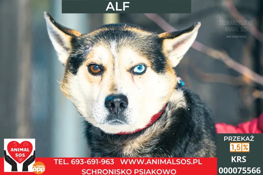 ALF, male 7yo Mixed Breed for adoption at Animal Sos Psiakowo Centrum Adopcyjne, 99-423
