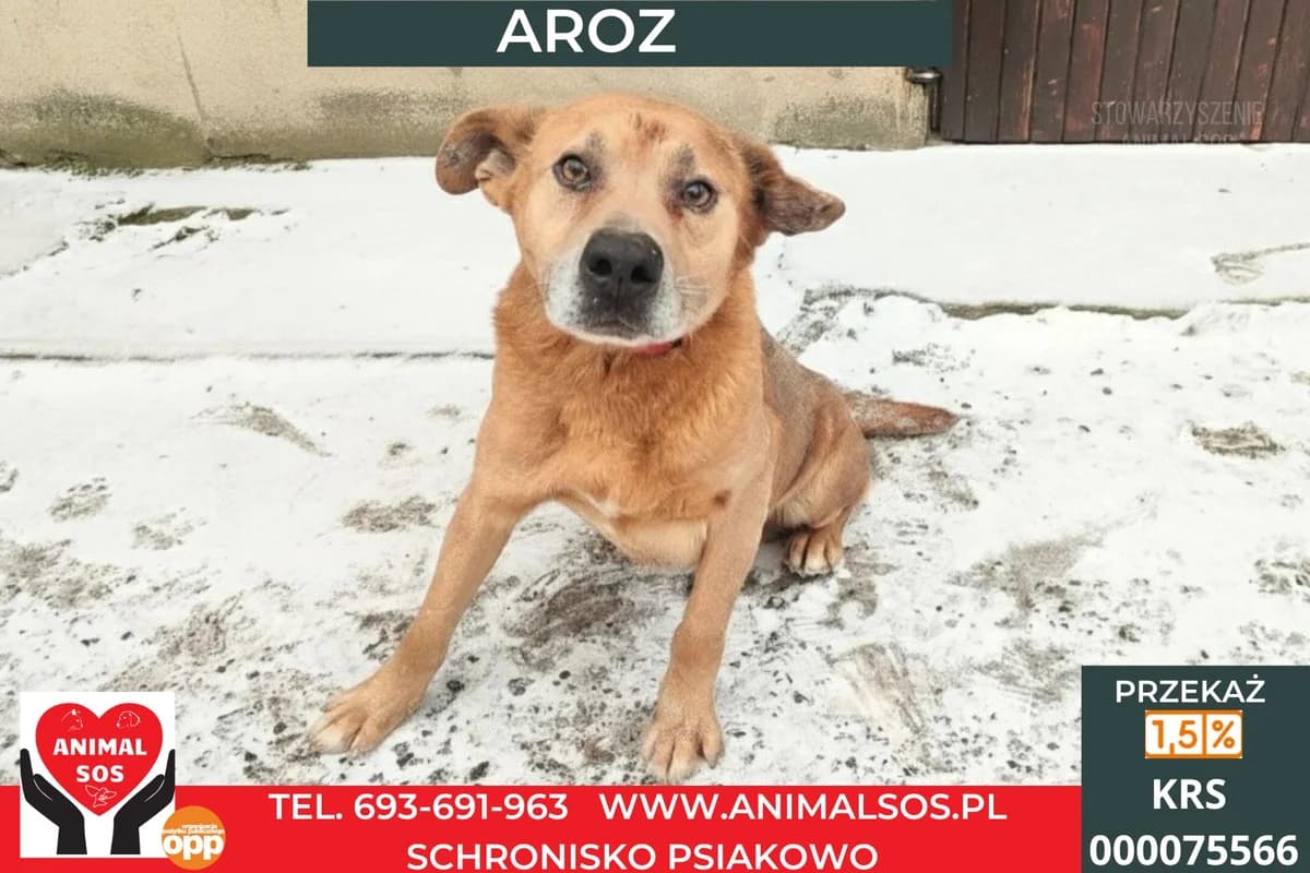 AROZ, male senior Mixed Breed for adoption at Animal Sos Psiakowo Centrum Adopcyjne, 99-423