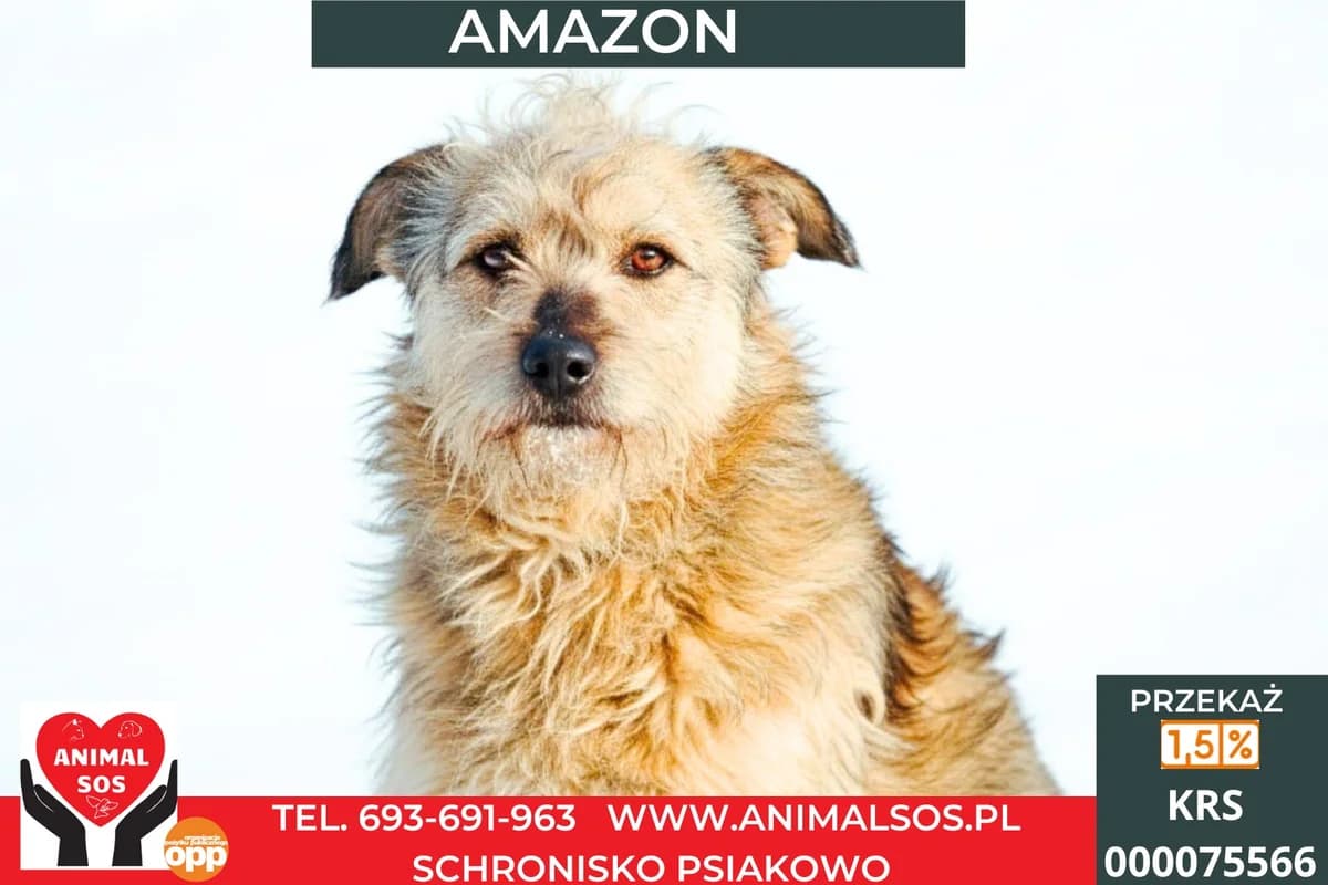 AMAZON, male 6yo Mixed Breed for adoption at Animal Sos Psiakowo Centrum Adopcyjne, 99-423