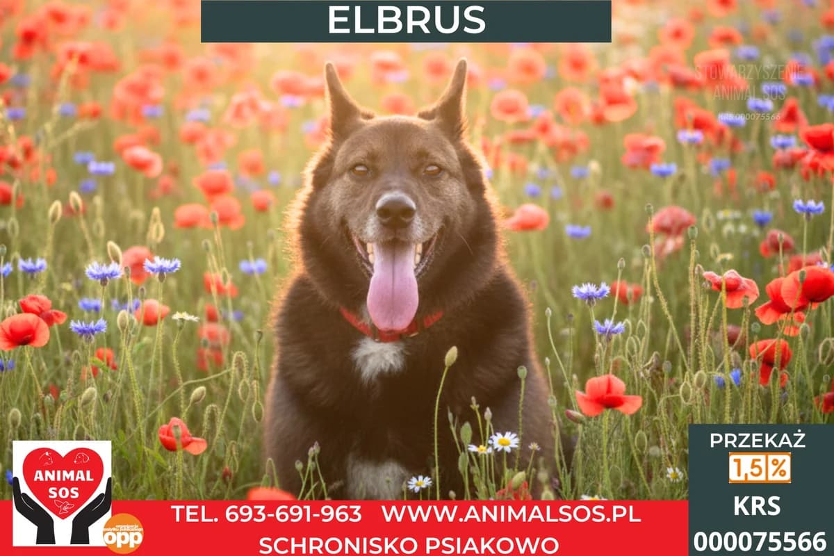 ELBRUS, male 6yo Mixed Breed for adoption at Animal Sos Psiakowo Centrum Adopcyjne, 99-423