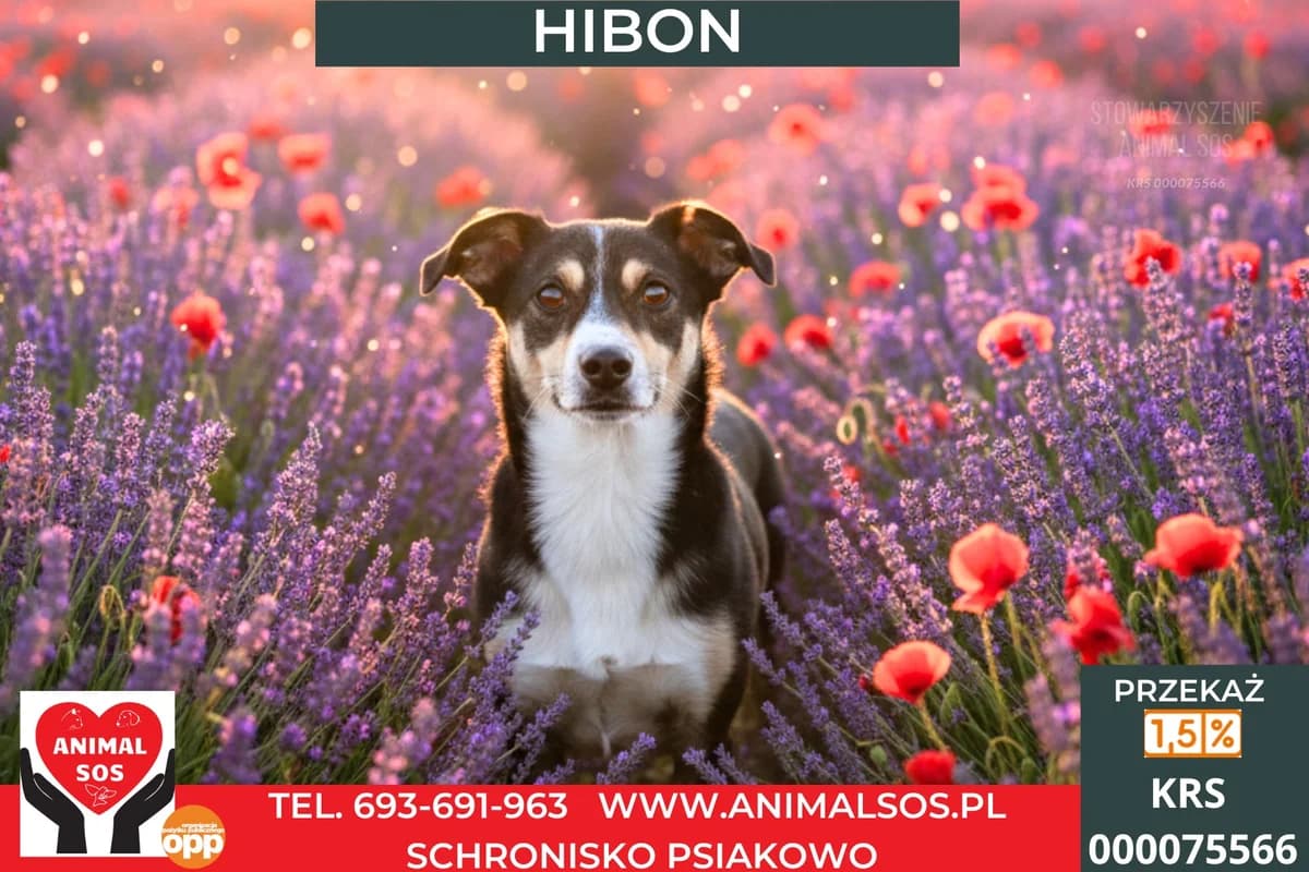 HIBON, male 3yo Mixed Breed for adoption at Animal Sos Psiakowo Centrum Adopcyjne, 99-423