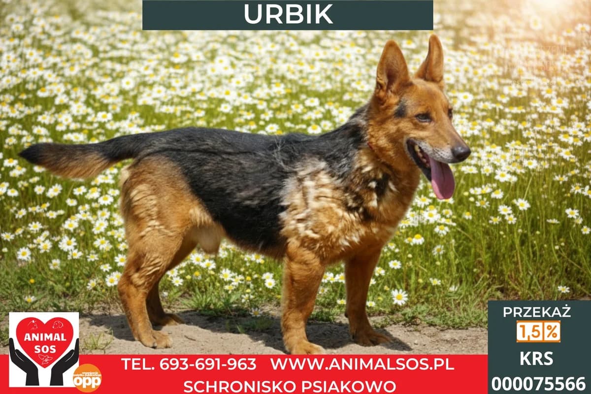 URBIK, male 5yo Mixed Breed for adoption at Animal Sos Psiakowo Centrum Adopcyjne, 99-423