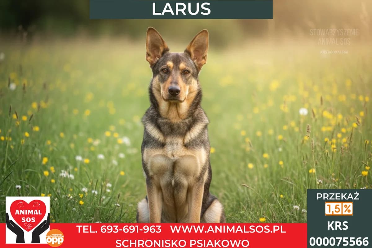 LARUS, male 5yo Mixed Breed for adoption at Animal Sos Psiakowo Centrum Adopcyjne, 99-423