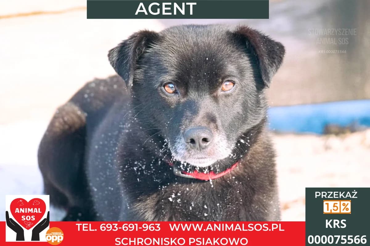 AGENT, male 6yo Mixed Breed for adoption at Animal Sos Psiakowo Centrum Adopcyjne, 99-423