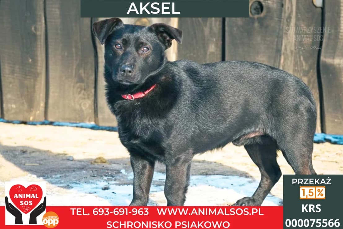 AKSEL, male 4yo Mixed Breed for adoption at Animal Sos Psiakowo Centrum Adopcyjne, 99-423