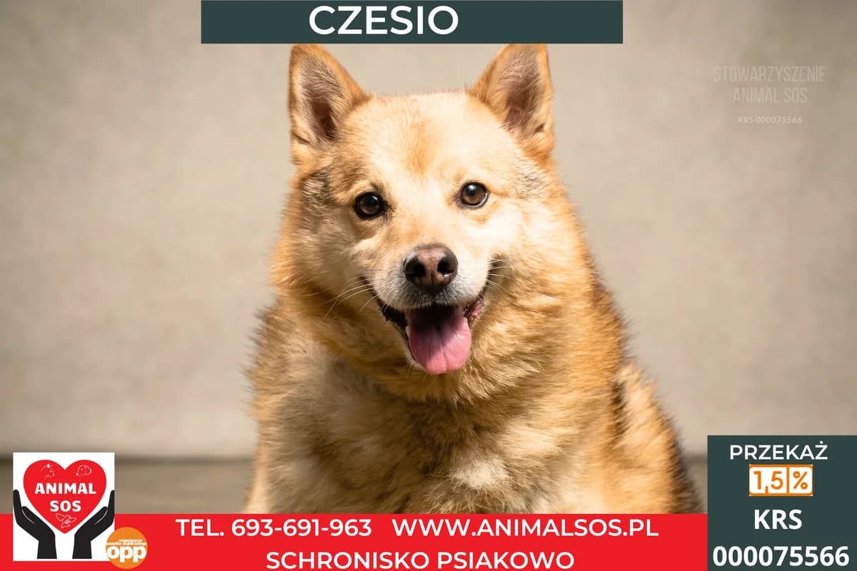 CZESIEK, male 7yo Mixed Breed for adoption at Animal Sos Psiakowo Centrum Adopcyjne, 99-423