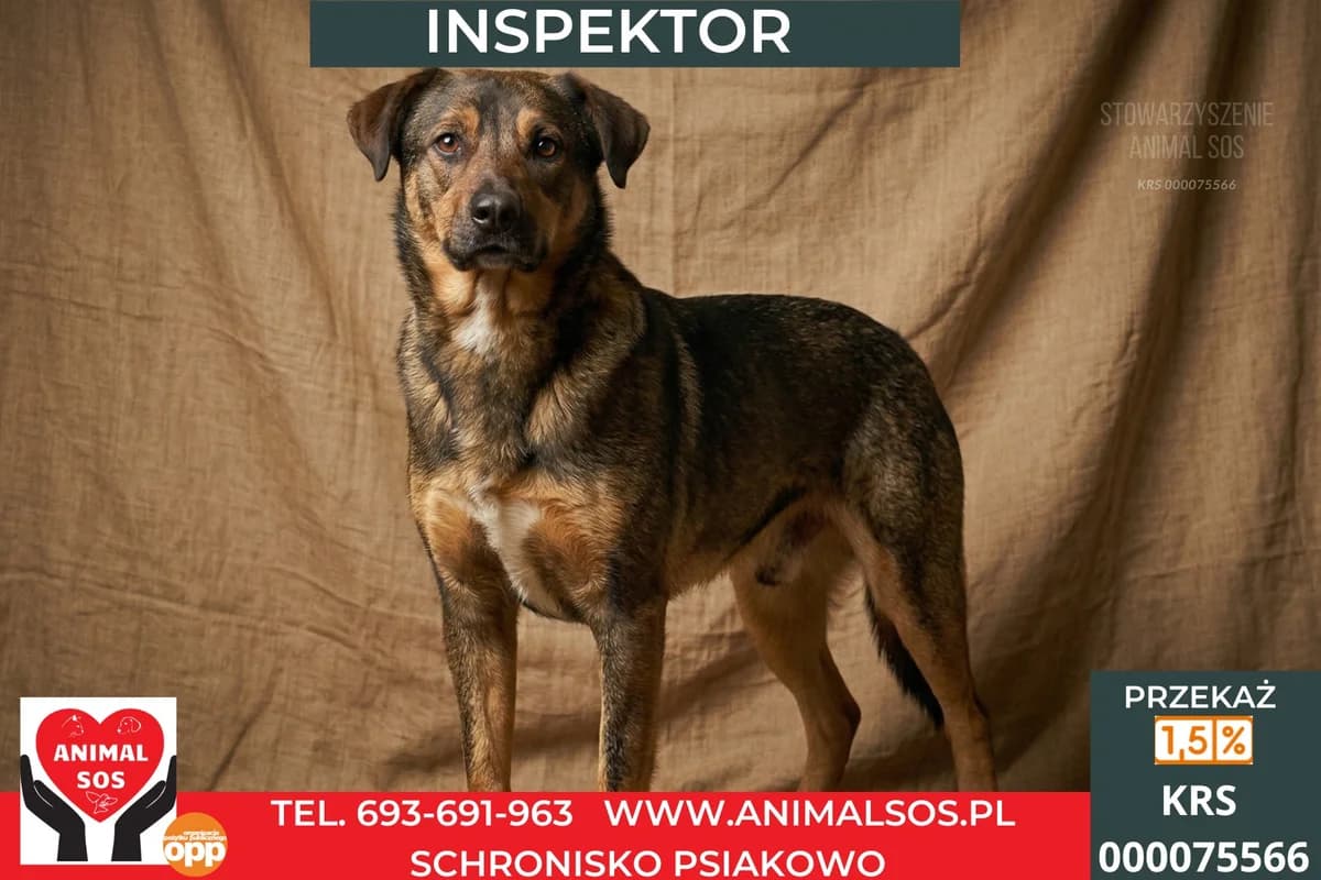 INSPEKTOR, male young Mixed Breed for adoption at Animal Sos Psiakowo Centrum Adopcyjne, 99-423