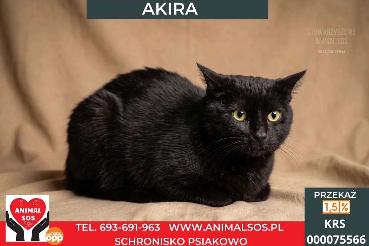 AKIRA, female 6yo Mixed Breed for adoption at Animal Sos Psiakowo Centrum Adopcyjne, 99-423