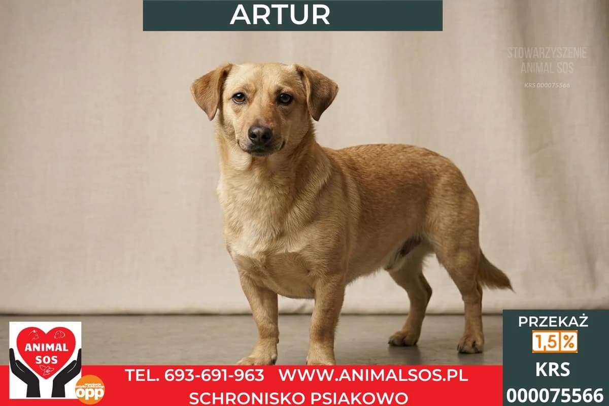 ARTUR, male 3yo Mixed Breed for adoption at Animal Sos Psiakowo Centrum Adopcyjne, 99-423