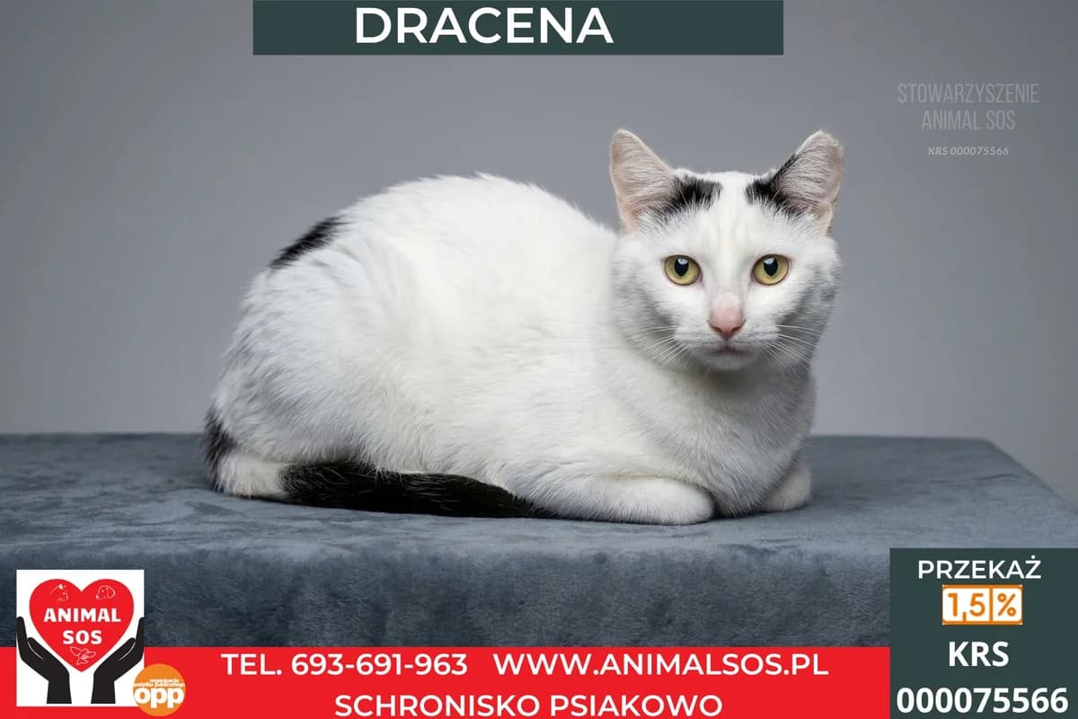 DRACENA, female young Mixed Breed for adoption at Animal Sos Psiakowo Centrum Adopcyjne, 99-423