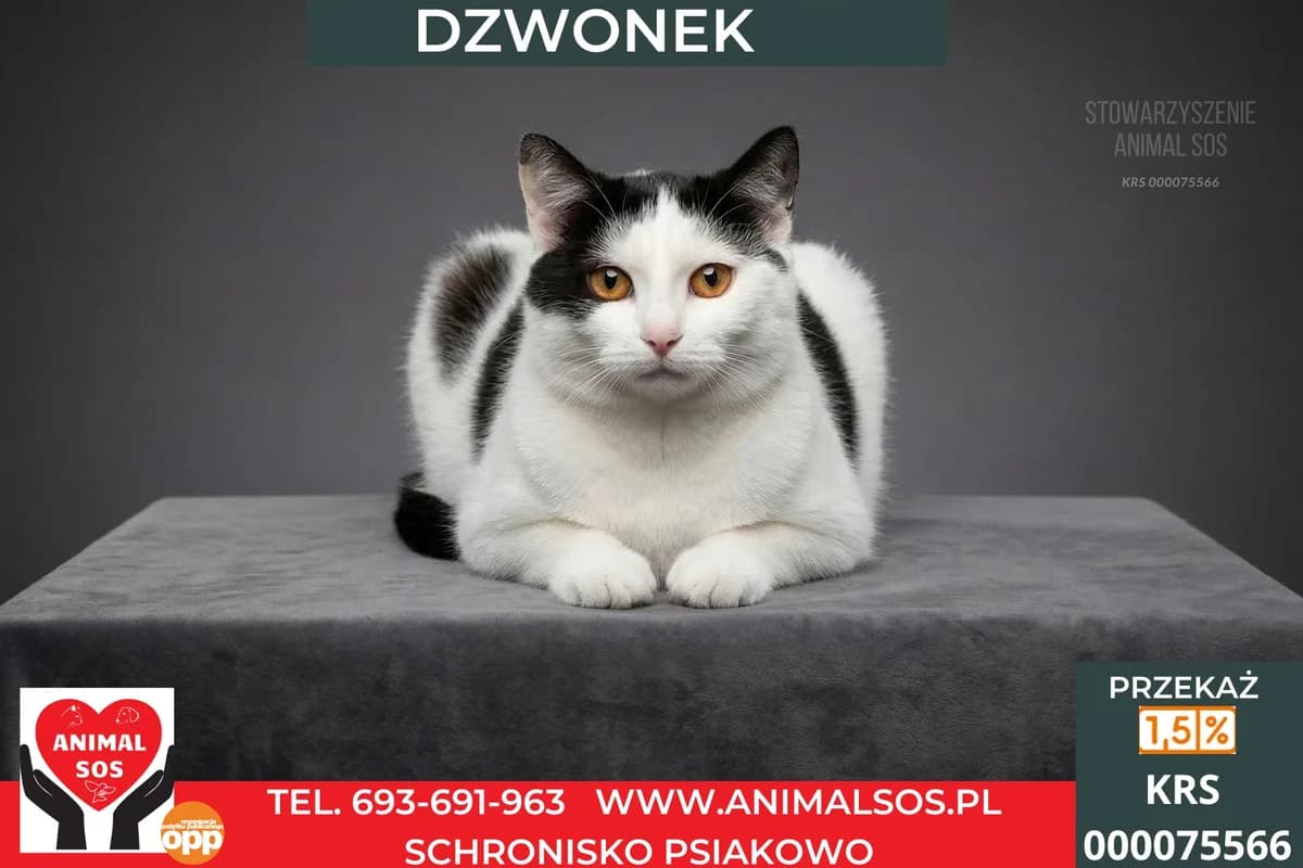 DZWONEK, male young Mixed Breed for adoption at Animal Sos Psiakowo Centrum Adopcyjne, 99-423
