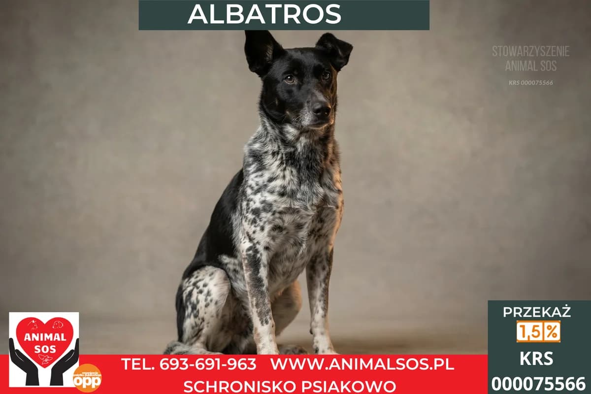 ALBATROS, male senior Mixed Breed for adoption at Animal Sos Psiakowo Centrum Adopcyjne, 99-423