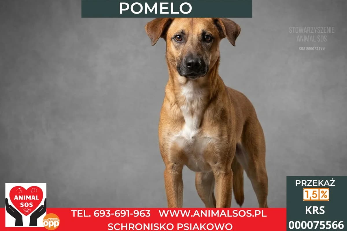 POMELO, male young Mixed Breed for adoption at Animal Sos Psiakowo Centrum Adopcyjne, 99-423