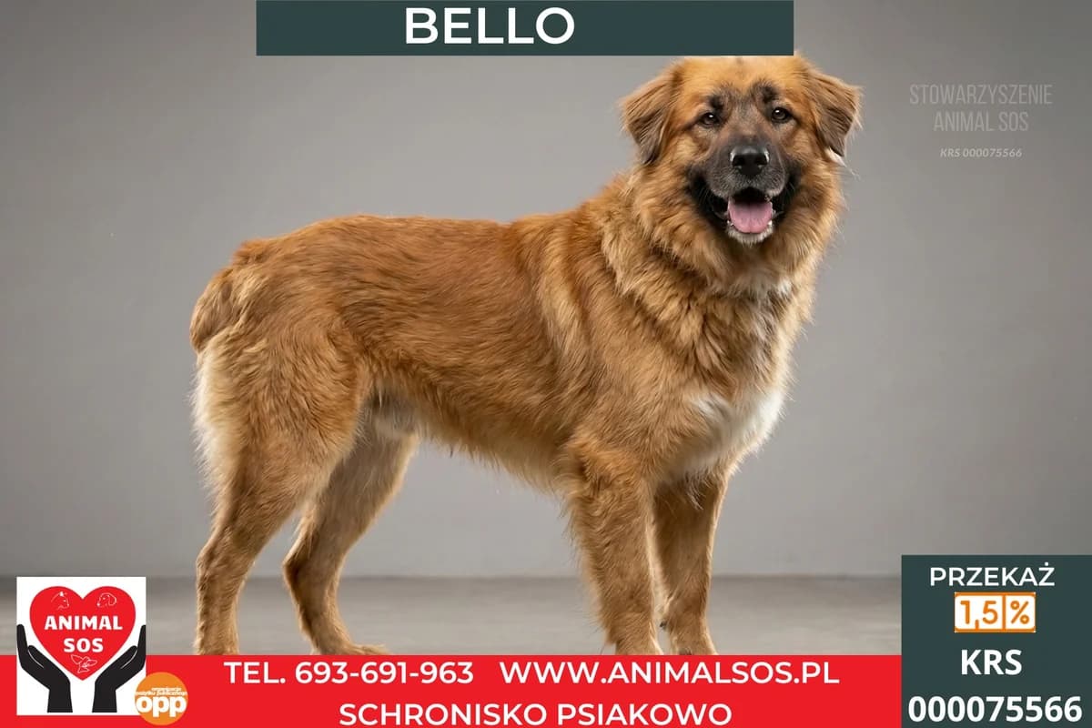 BELLO, male young Mixed Breed for adoption at Animal Sos Psiakowo Centrum Adopcyjne, 99-423
