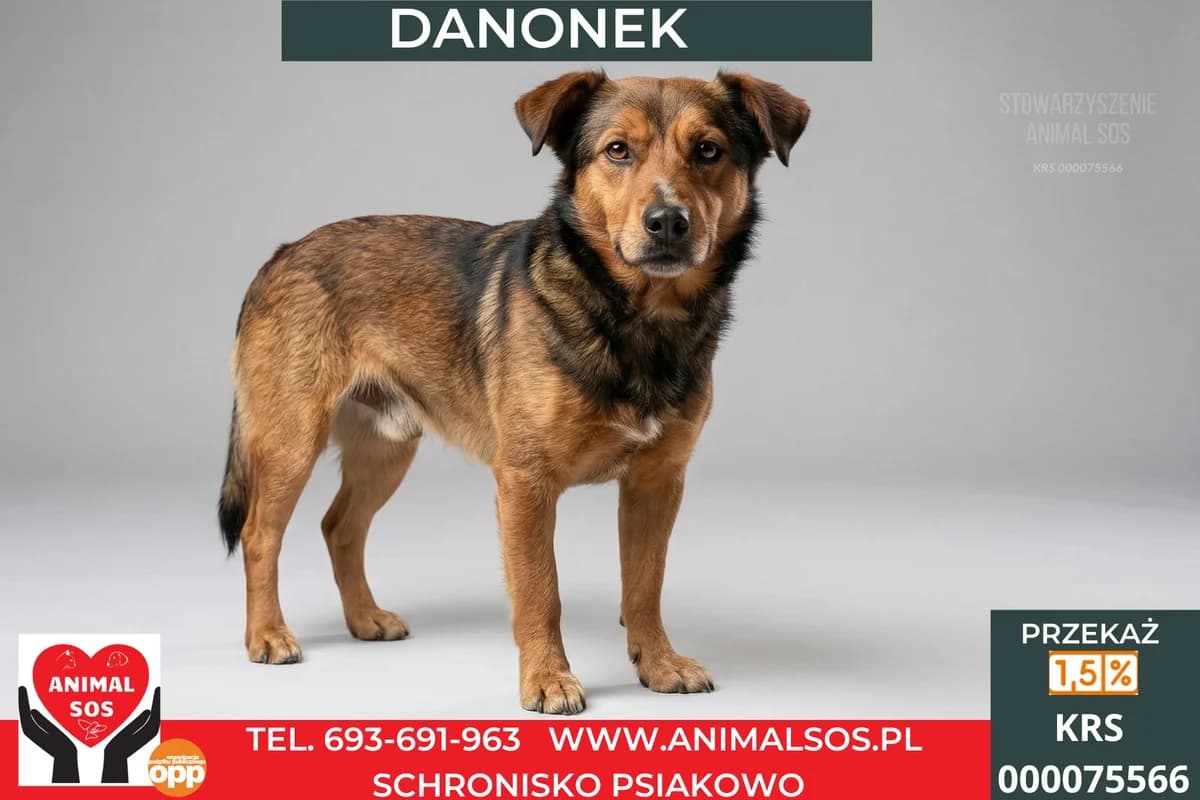 DANONEK, male 5yo Mixed Breed for adoption at Animal Sos Psiakowo Centrum Adopcyjne, 99-423
